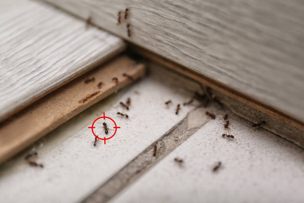 Best Flea Control Services  in Somerdale, NJ