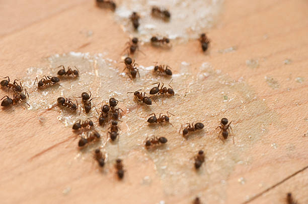 Best Affordable Pest Control Services  in Somerdale, NJ